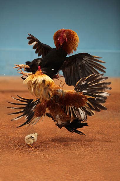 fighting cock photos|Rooster Fight Pictures, Images and Stock Photos.